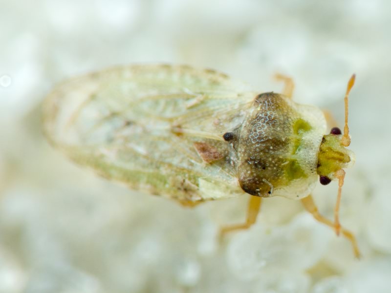 Piesma capitatum (Wolff, 1804)